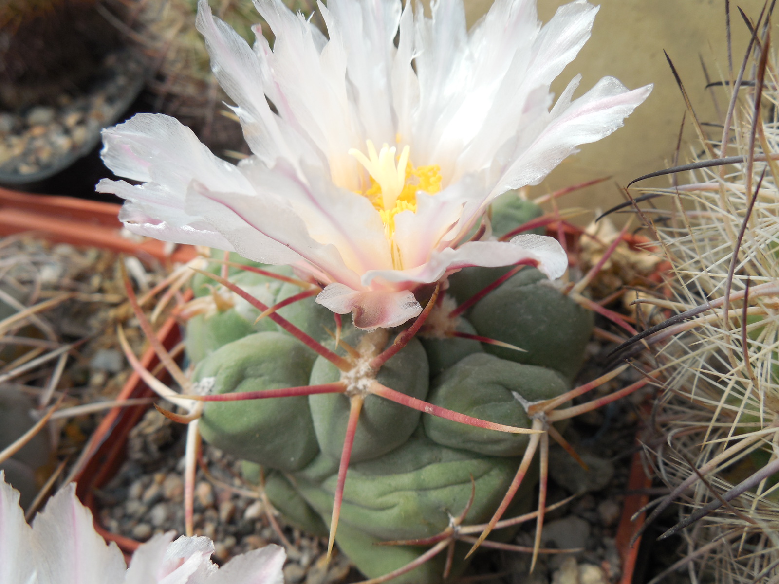Thelocactus hexaedrophorus
