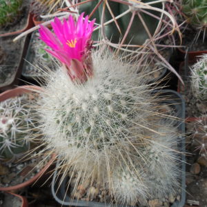 Echinomastus macdowelii