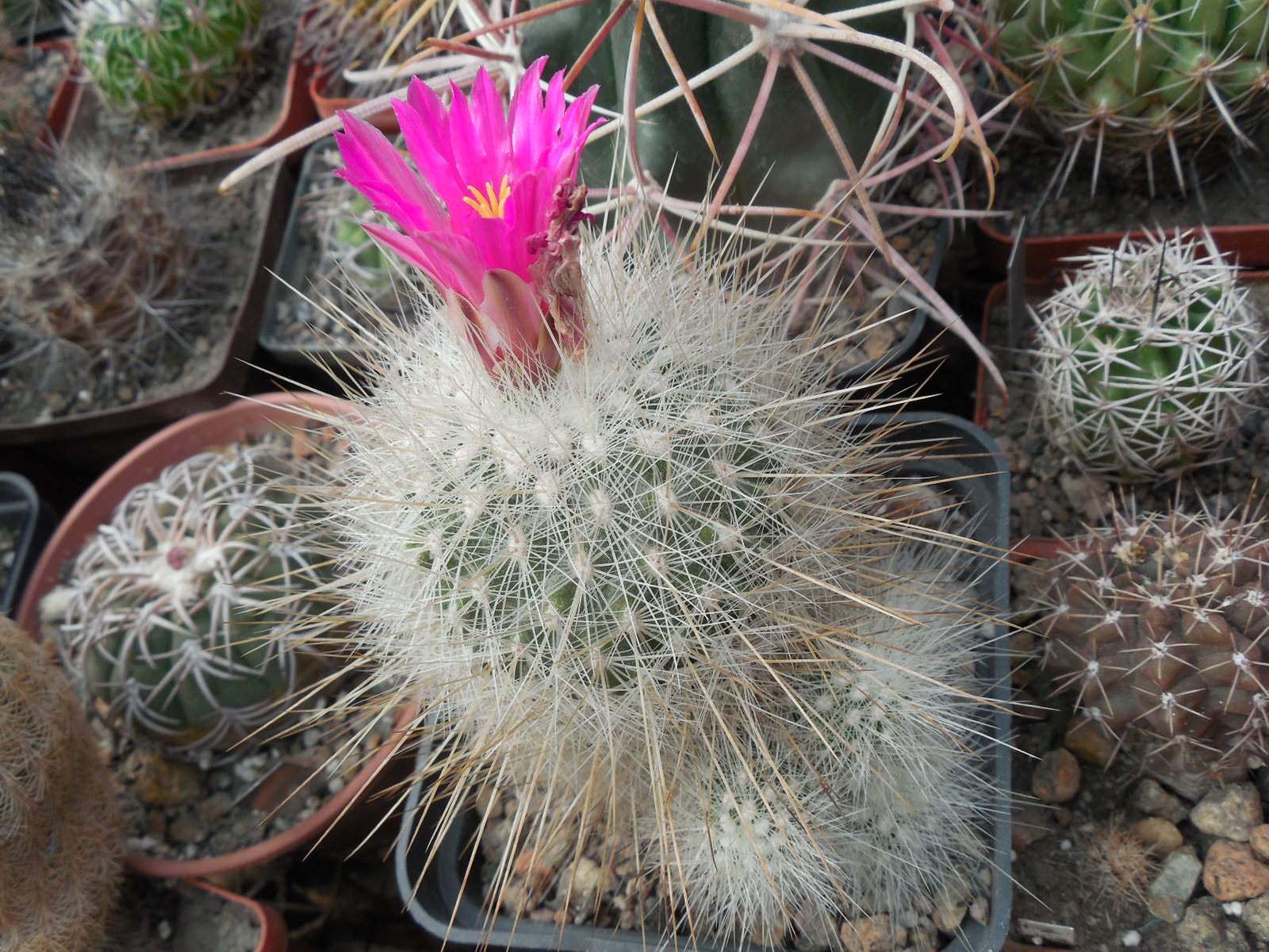 Echinomastus macdowelii