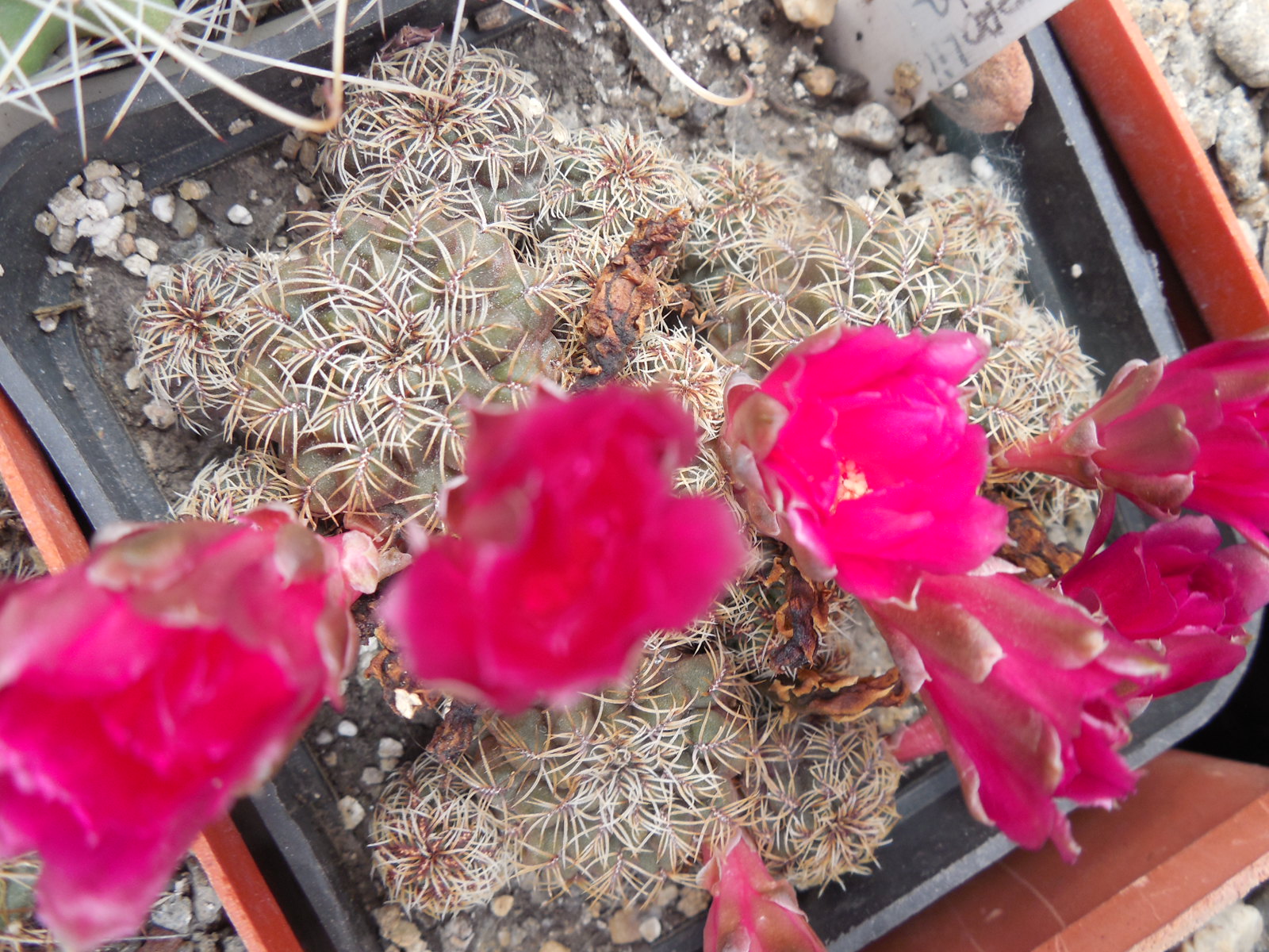 Sulcorebutia canigueralii - v.applanata  WK 217 A - Rio Chico Valley