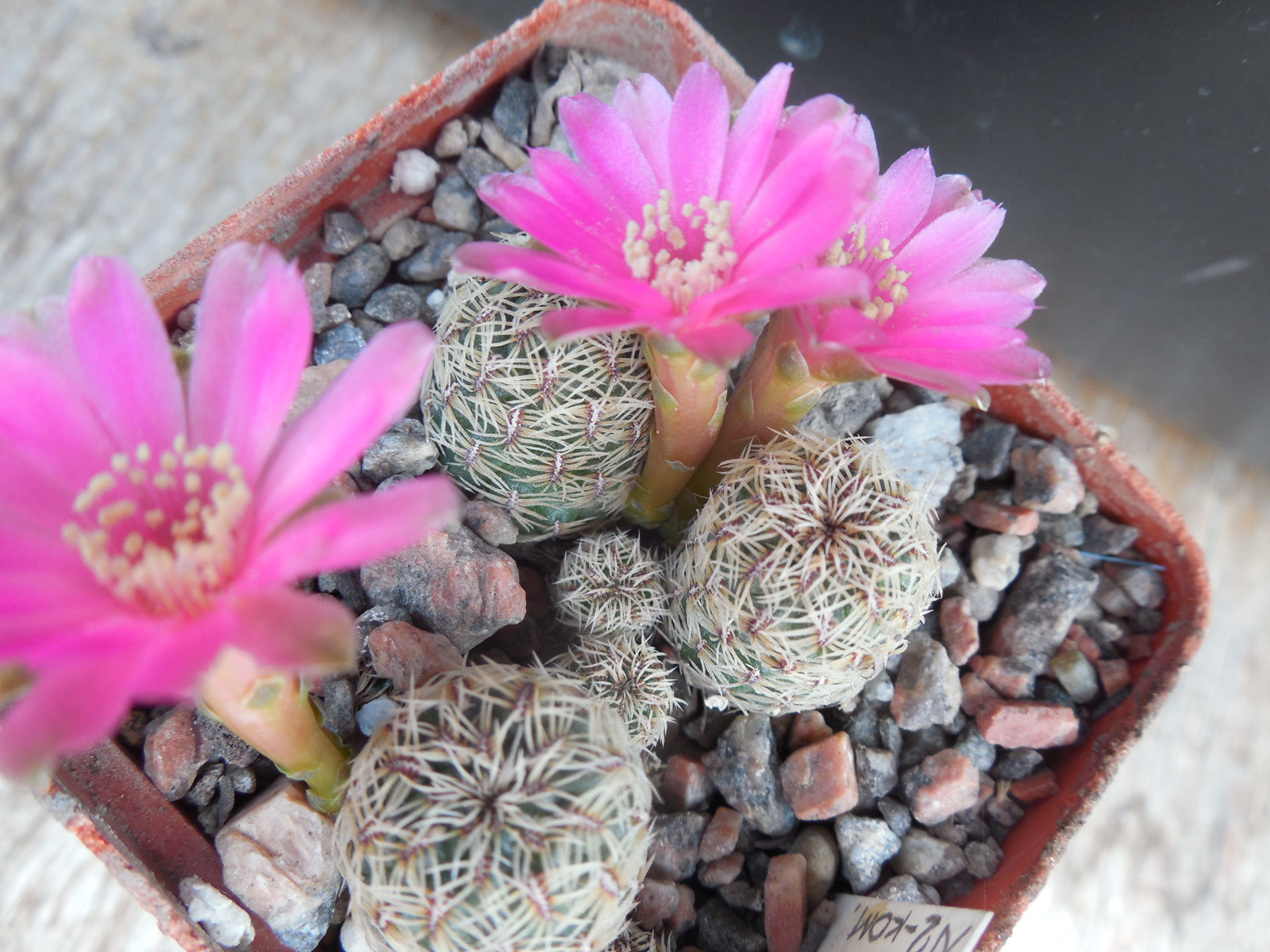 Sulcorebutia gemmae VZ 231