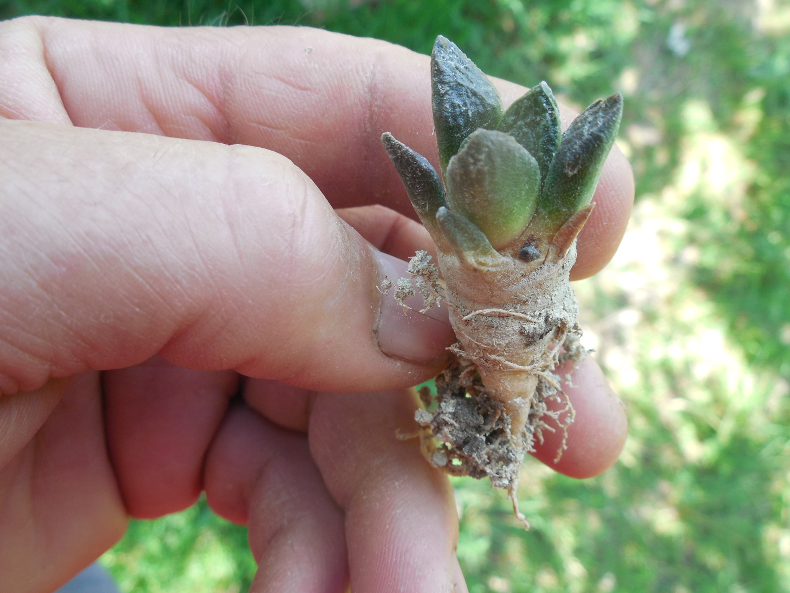 Ariocacrpus  fissuratus
