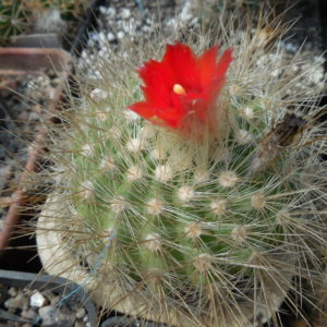Parodia penicillata - v. nivosa