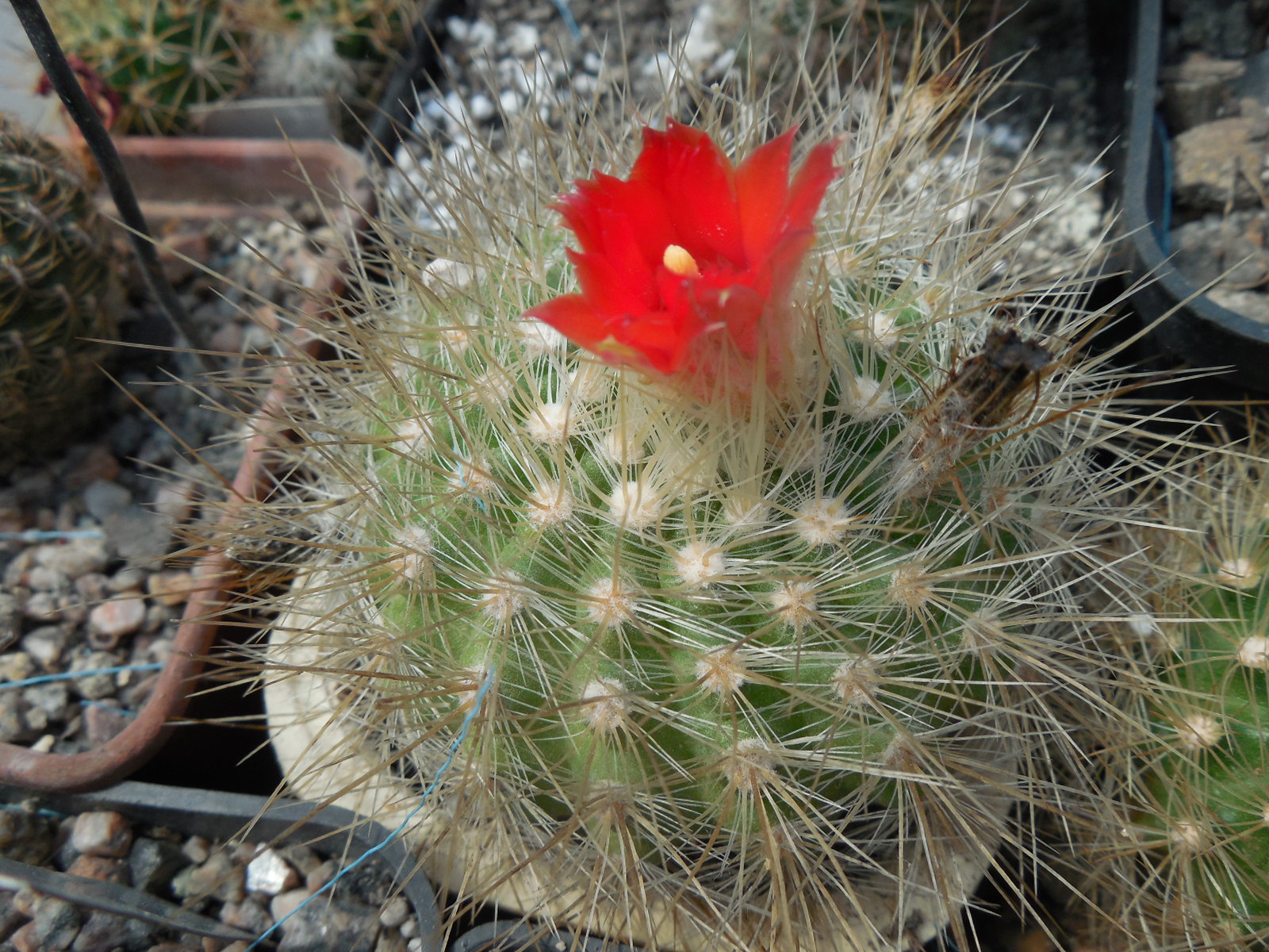 Parodia penicillata - v. nivosa