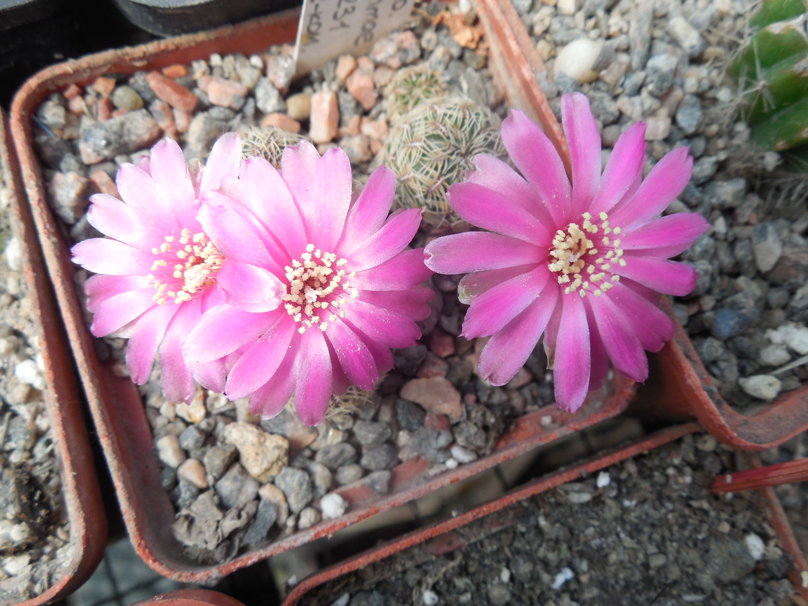 Sulcorebutia gemmae VZ 231