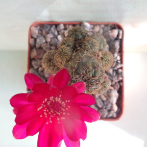 Sulcorebutia inflexiseta