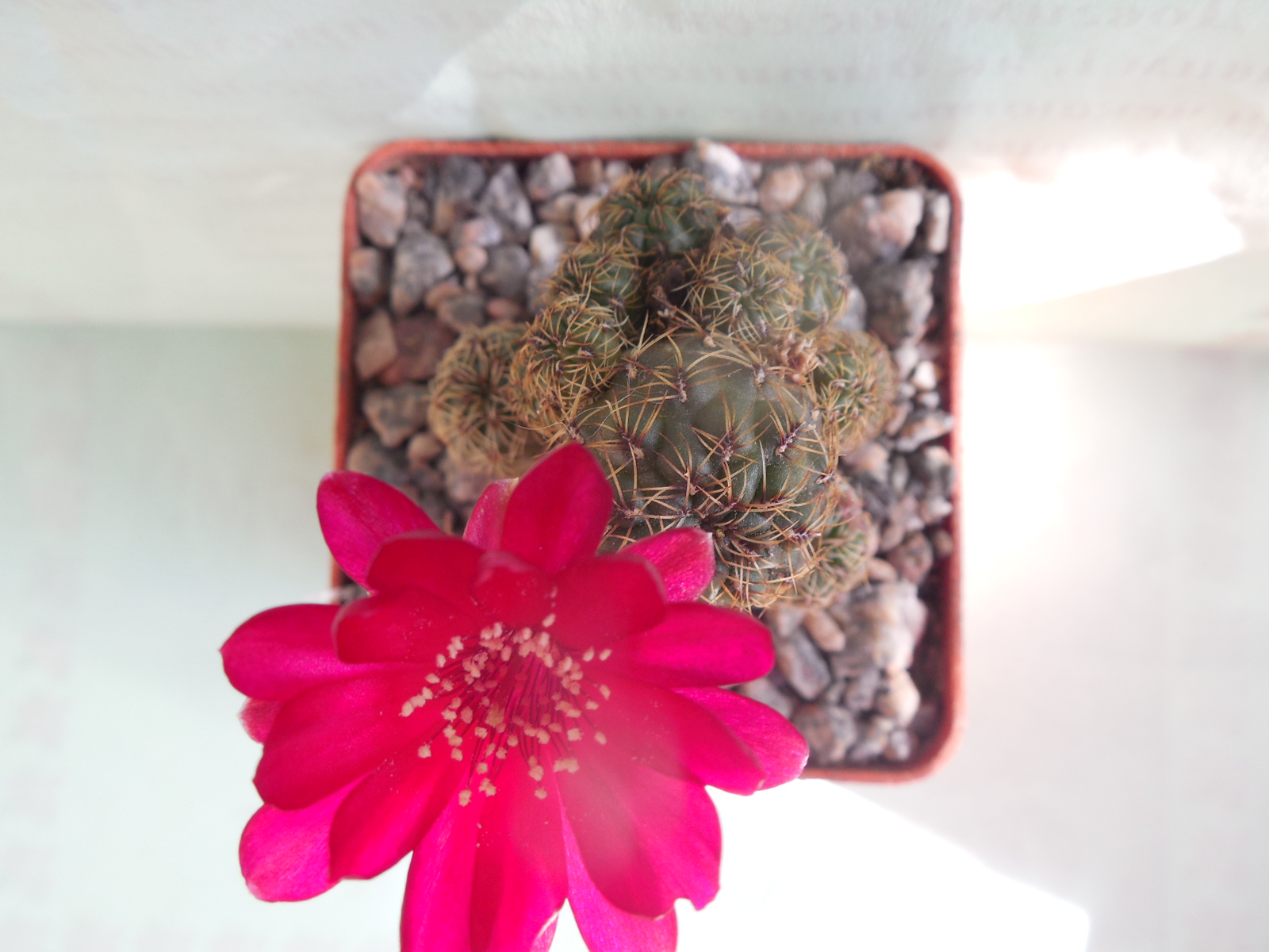 Sulcorebutia inflexiseta