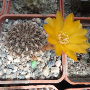Sulcorebutia arenacea - A.Plapp