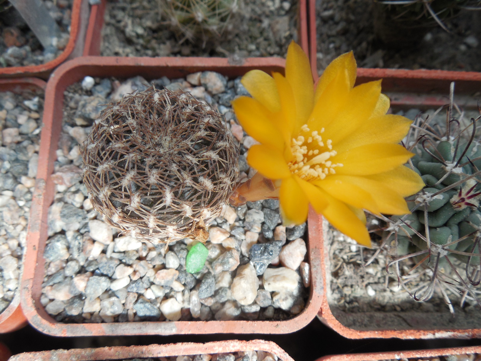 Sulcorebutia arenacea - A.Plapp