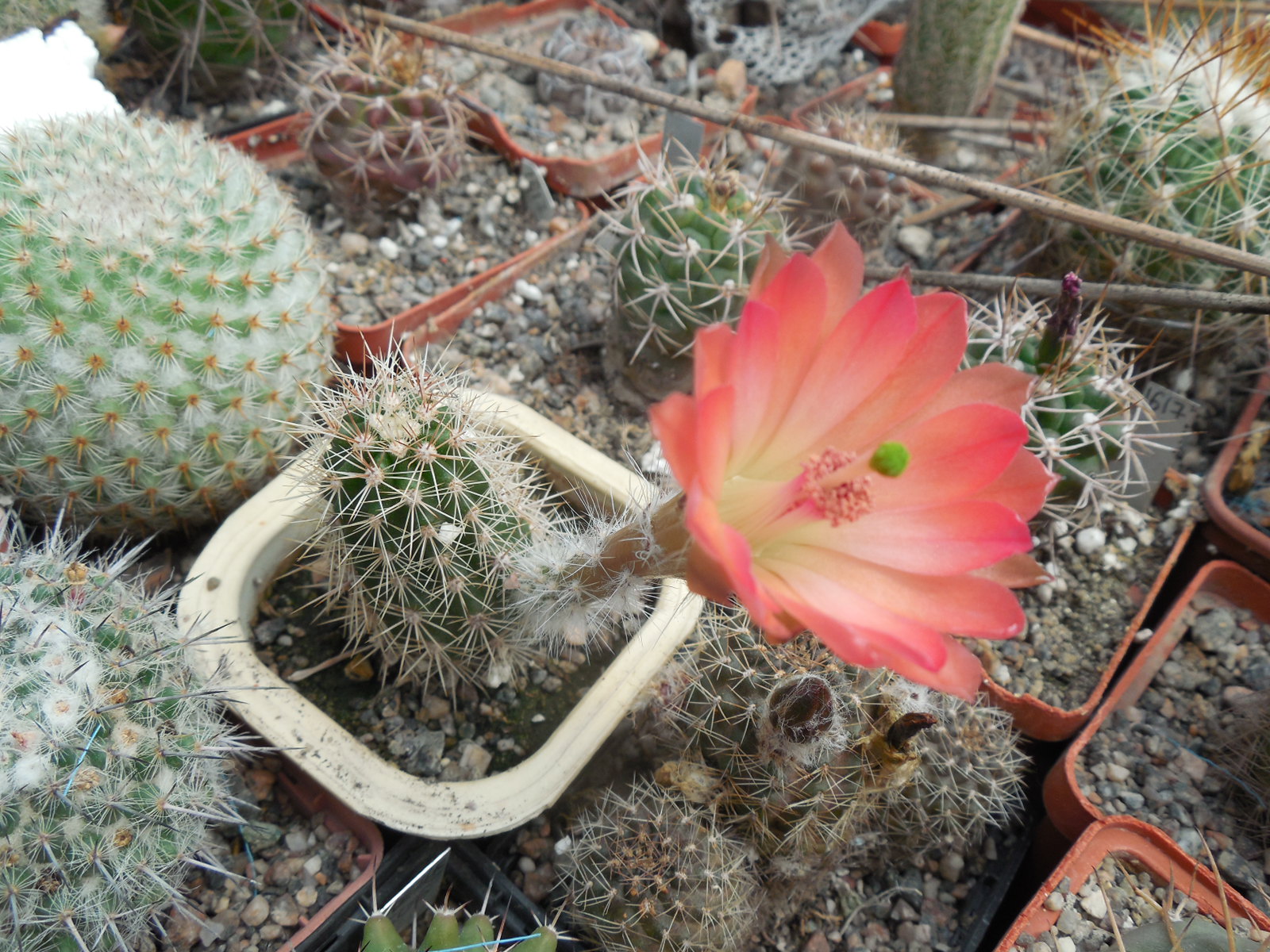 Echinocereus subterraneus - Piltz -