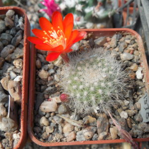 Rebutia vallengrandensis L 353 - MG -