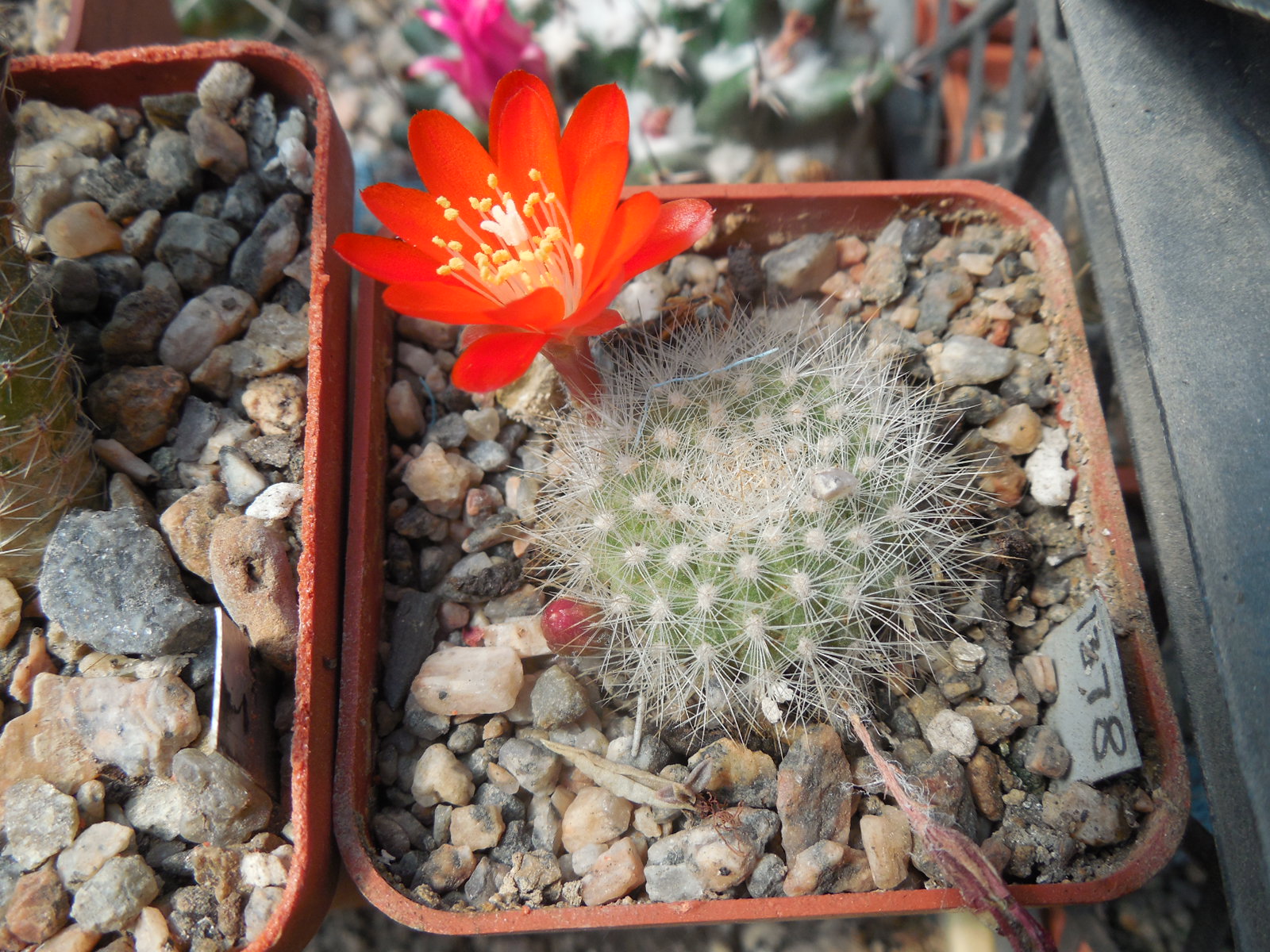 Rebutia vallengrandensis L 353 - MG -