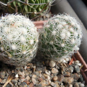 Escobaria vivipara - v. bisbeana SB 1904 - e Tucson, Az. - MG -