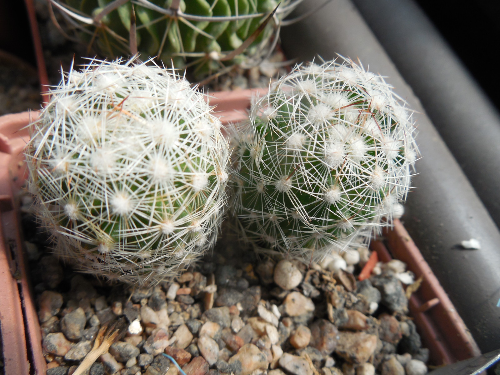 Escobaria vivipara - v. bisbeana SB 1904 - e Tucson, Az. - MG -