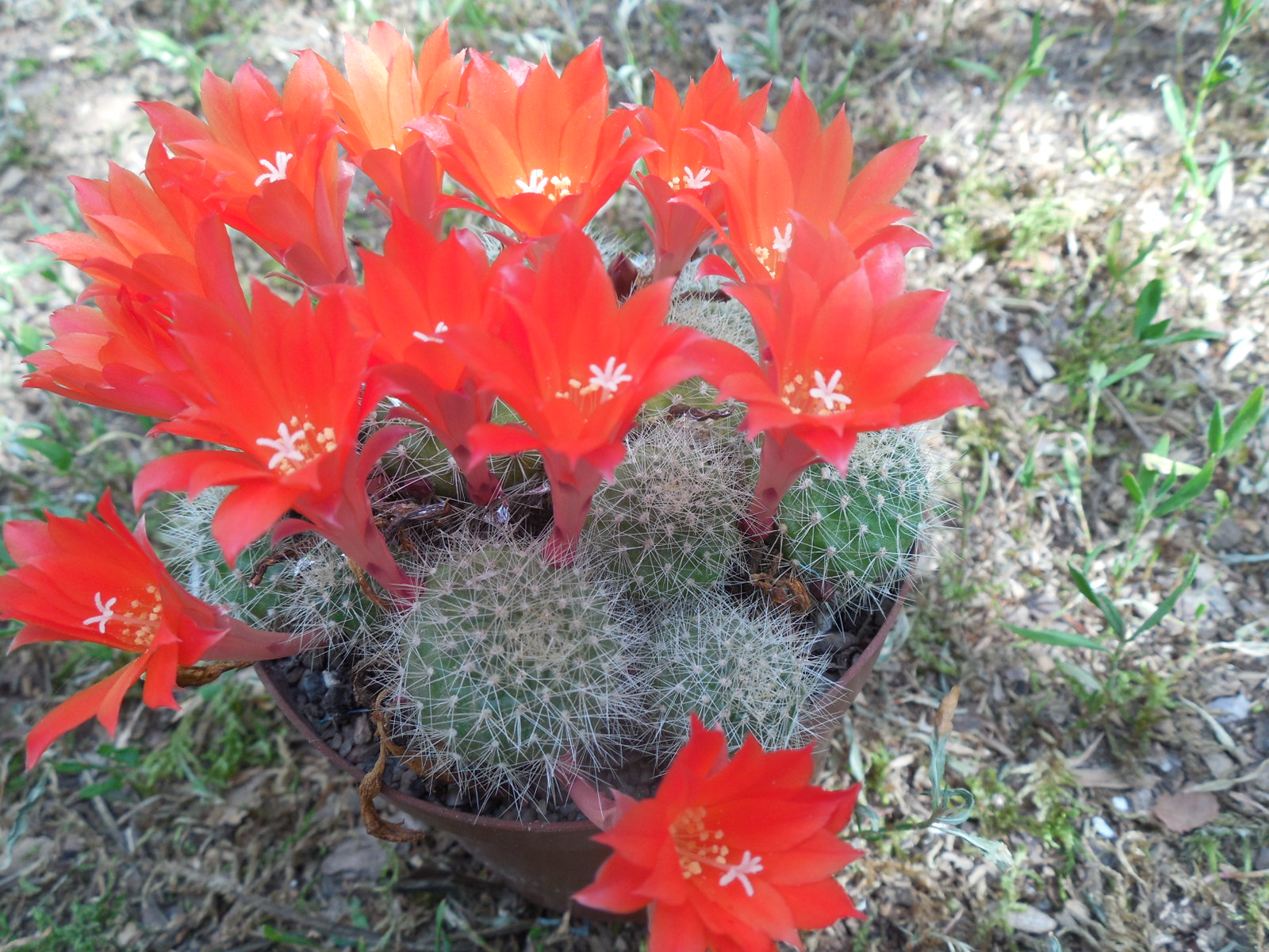 Rebutia senilis