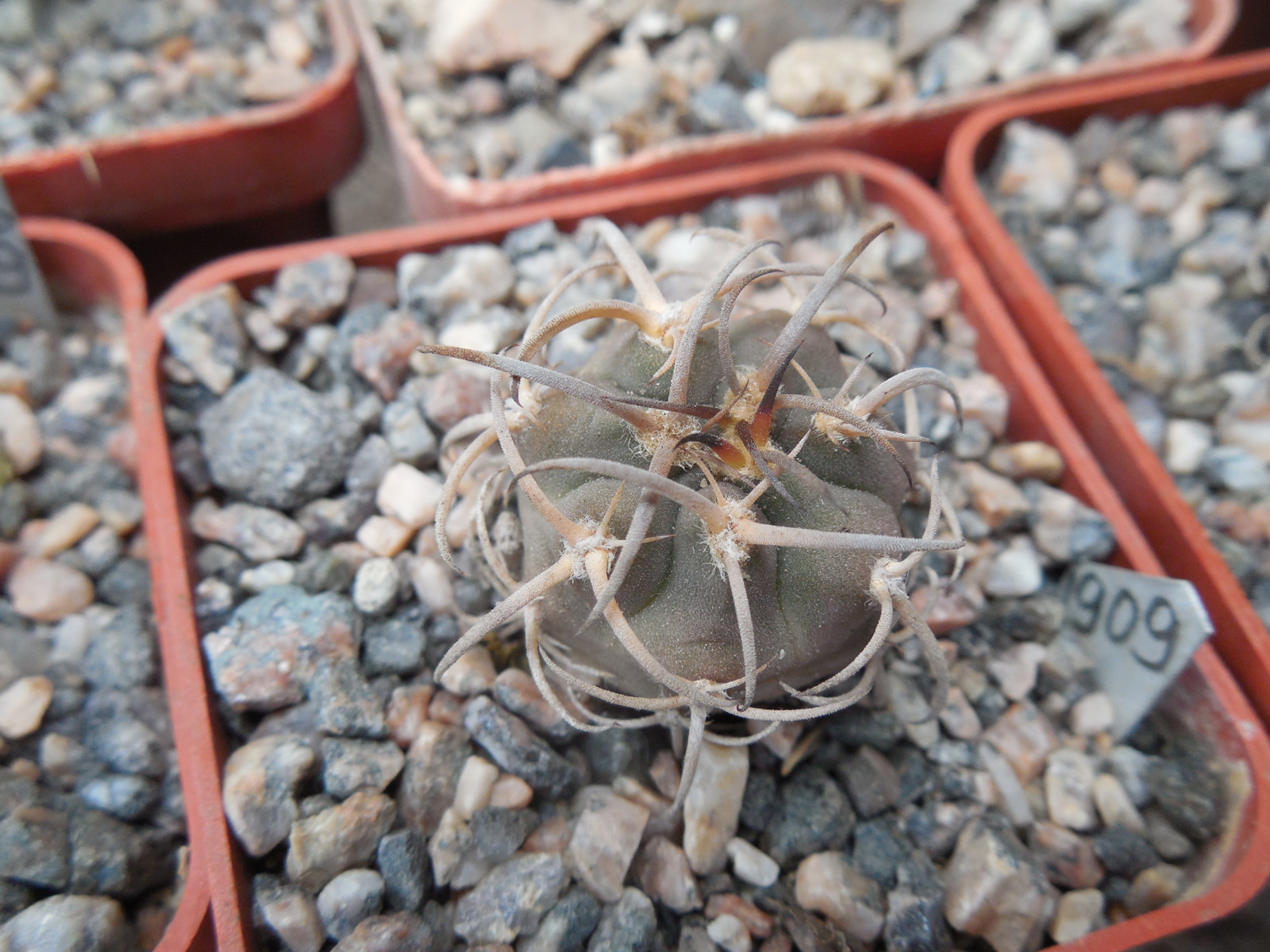 Gymnocalycium catamarcense - v.belenense JPR 158 - 486 Cuesta de Belen - Piltz -