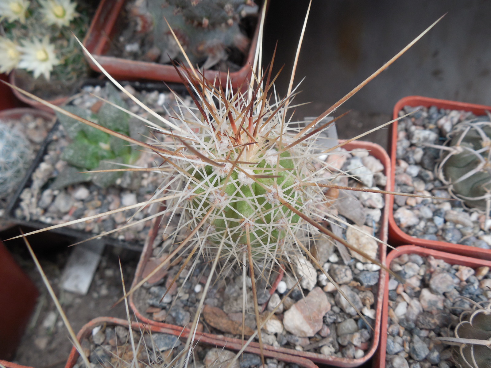 Echinocereus stramineus - v. ocidentalis PP 1563 - Cerro Vola, Coah. - PP
