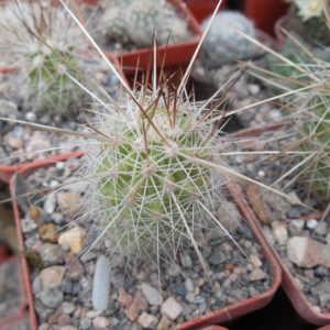 Echinocereus stramineus - v. ocidentalis PP 1563 - Cerro Vola, Coah. - PP