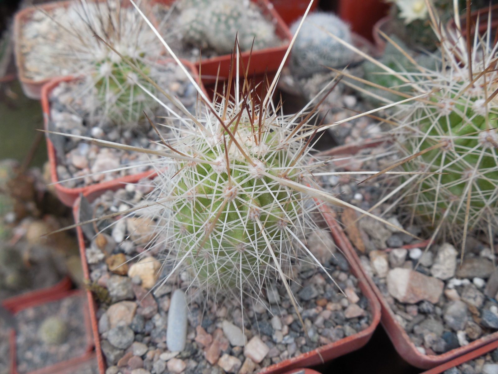 Echinocereus stramineus - v. ocidentalis PP 1563 - Cerro Vola, Coah. - PP