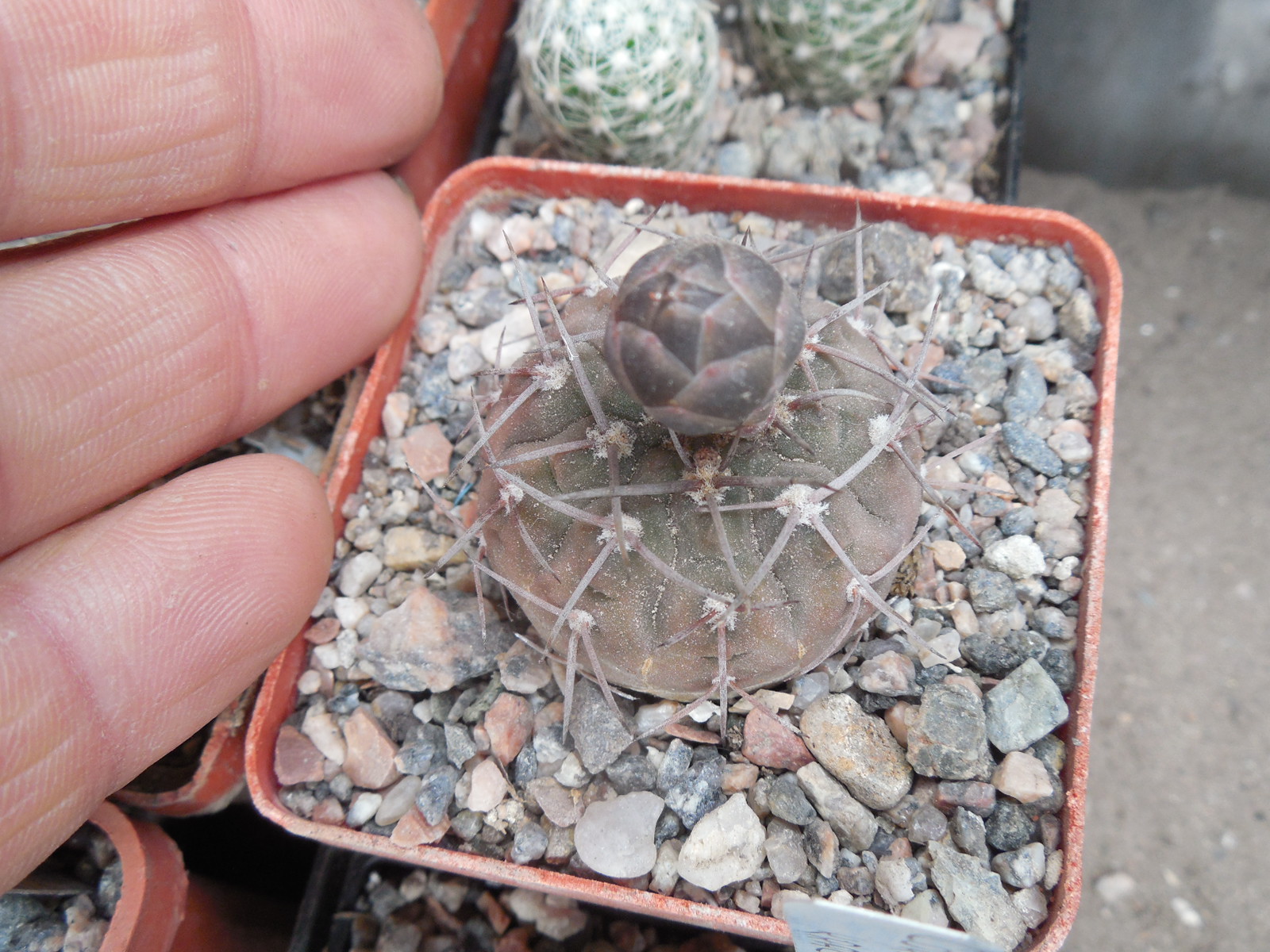 Gymnocalycium bodenbenderianum - v.mirandaense P 222 - Piltz -