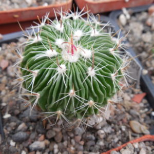 Echinofossulocactus  multicostatus SB 1147 - Los Imagines, Coah. - 150 ribs