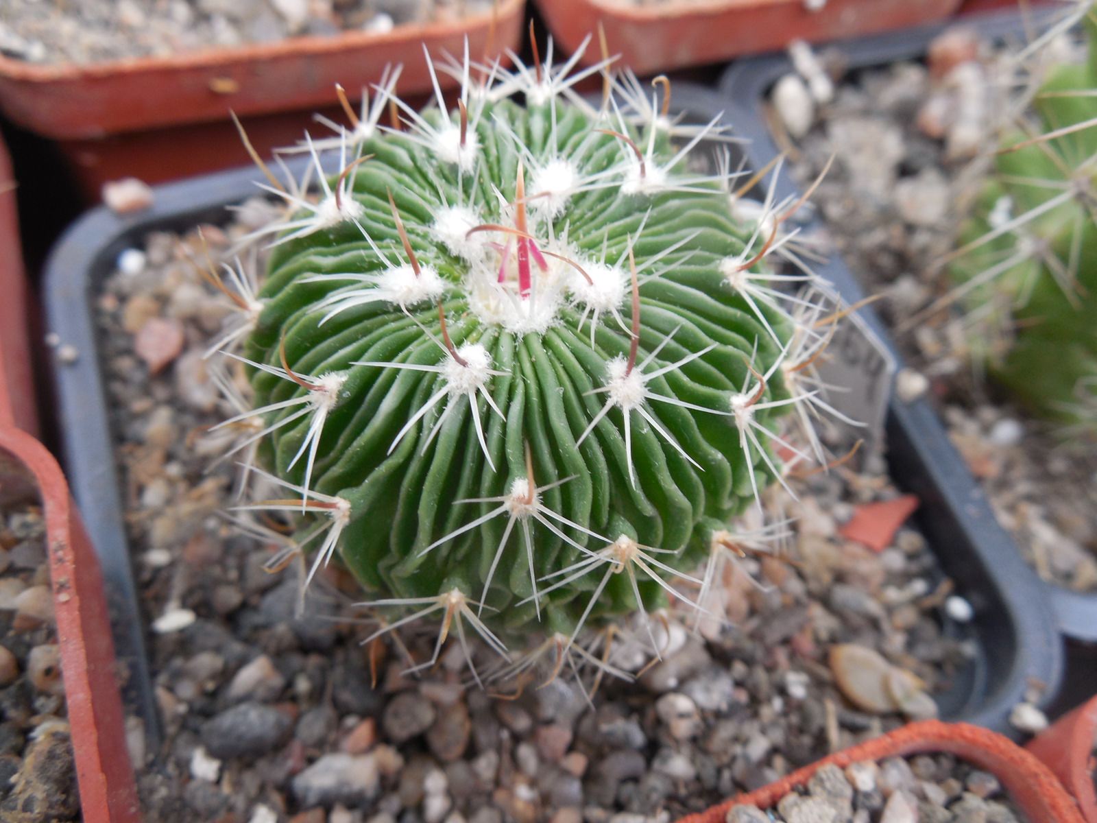 Echinofossulocactus  multicostatus SB 1147 - Los Imagines, Coah. - 150 ribs