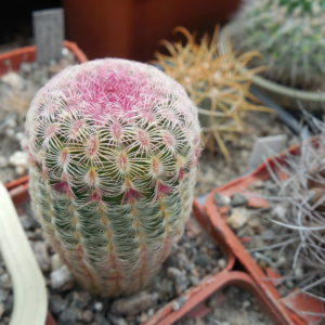 Echinocereus rigidissimus - cv. "thick" A.Plapp x rigidissimus - v.rubispinus