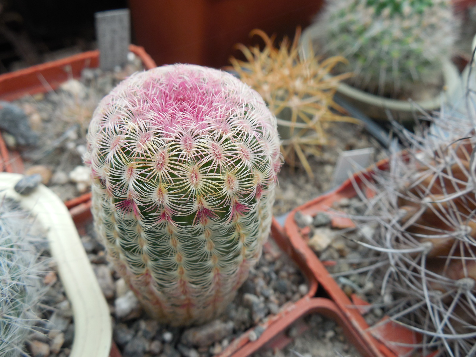 Echinocereus rigidissimus - cv. "thick" A.Plapp x rigidissimus - v.rubispinus