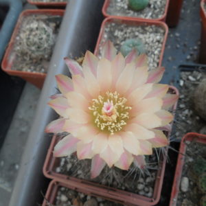Neochilenia neohankeana