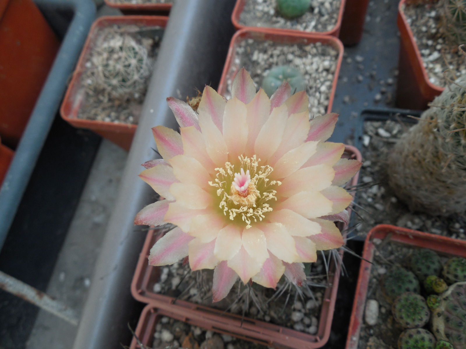Neochilenia neohankeana