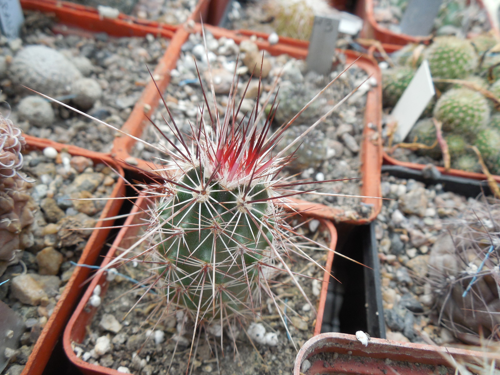 Echinocereus engelmanii - v.chrysocentrus - Indian Springs, NV. super spines - MG -