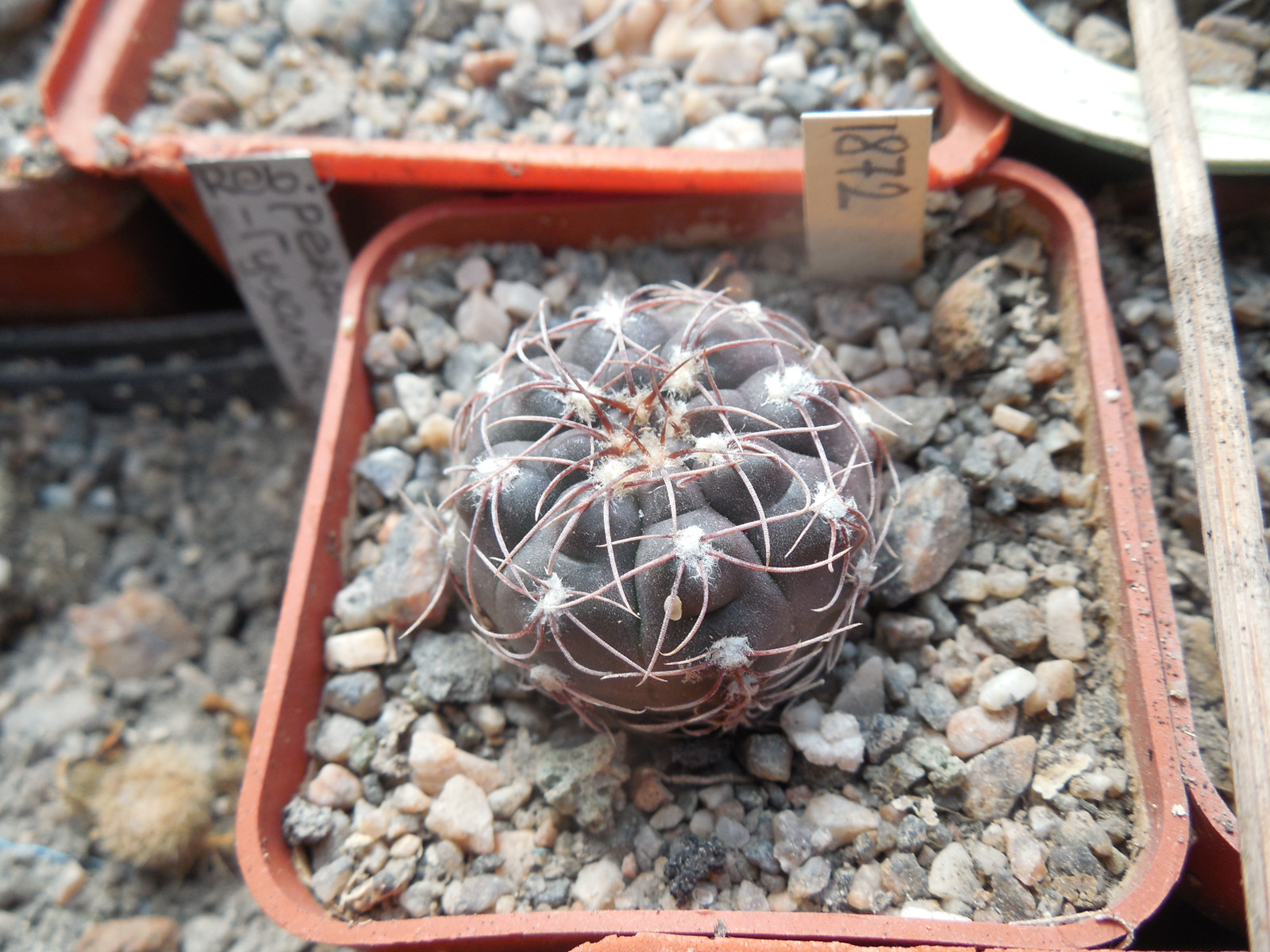 Gymnocalycium paeschlii - v. dolezalii P 192 - MG