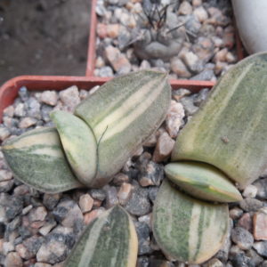Gasteria hybr. variegated (ex.Cactus-Nishi) Japan