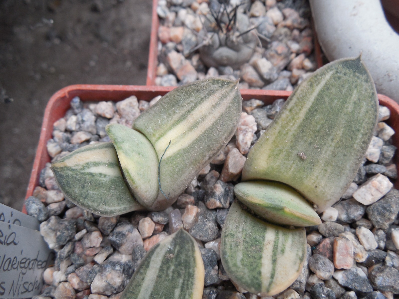 Gasteria hybr. variegated (ex.Cactus-Nishi) Japan