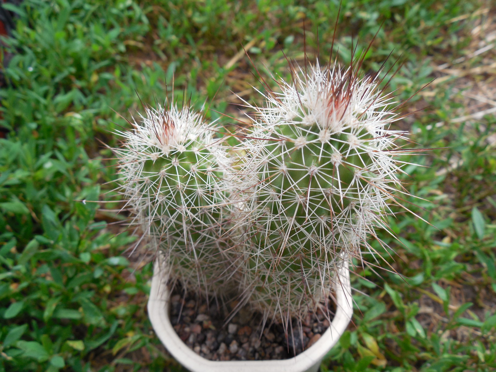 Echinocereus apachensis MN 149 - Fisch Creek, Az. - Piltz -