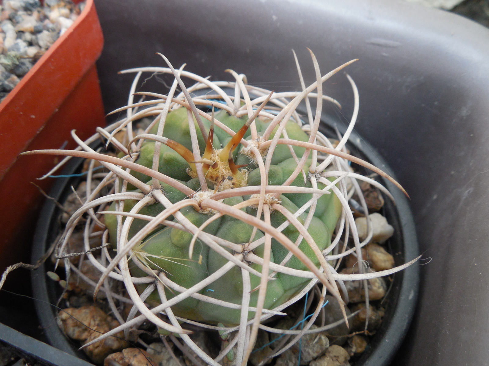 Gymnocalycium cardenasianum