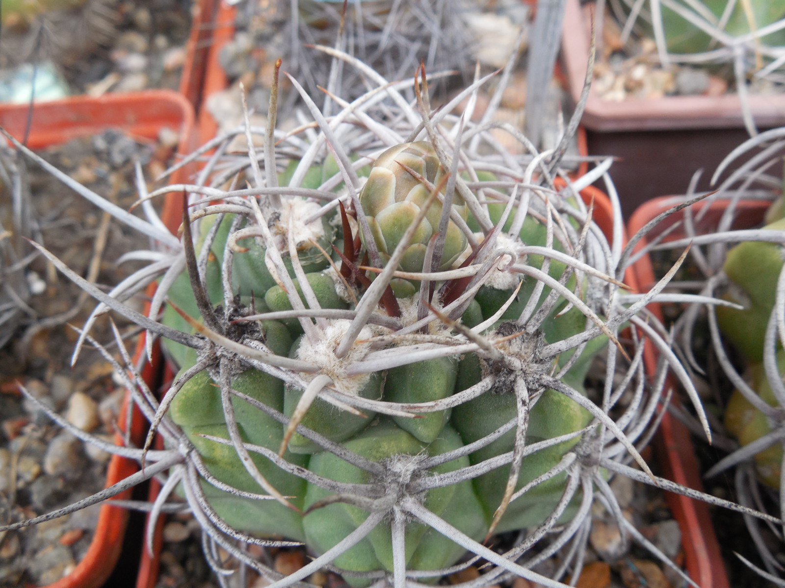 Gymnocalycium mostii - радянська селекція - відбір