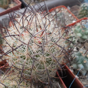 Echinomastus unguispinus  GL 607 - s Jimenez, Chih. MG -  not grafted -