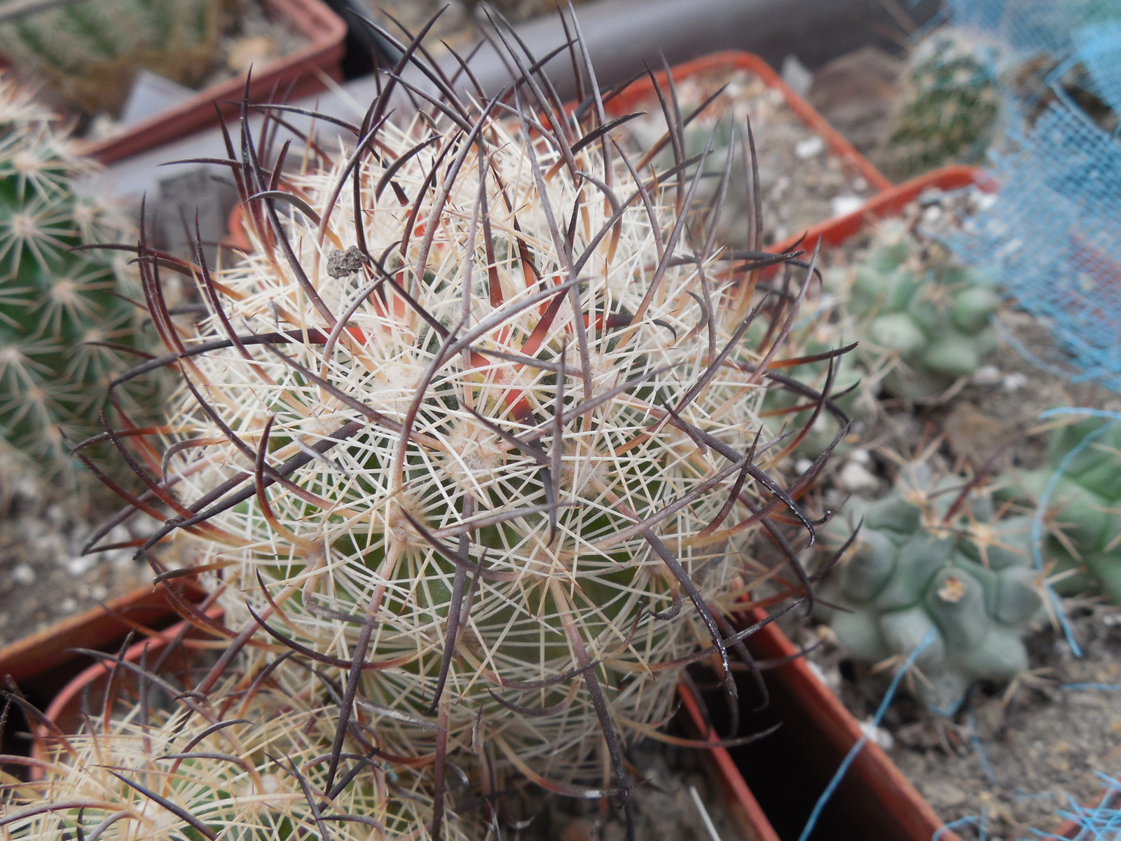 Echinomastus unguispinus  GL 607 - s Jimenez, Chih. MG -  not grafted -
