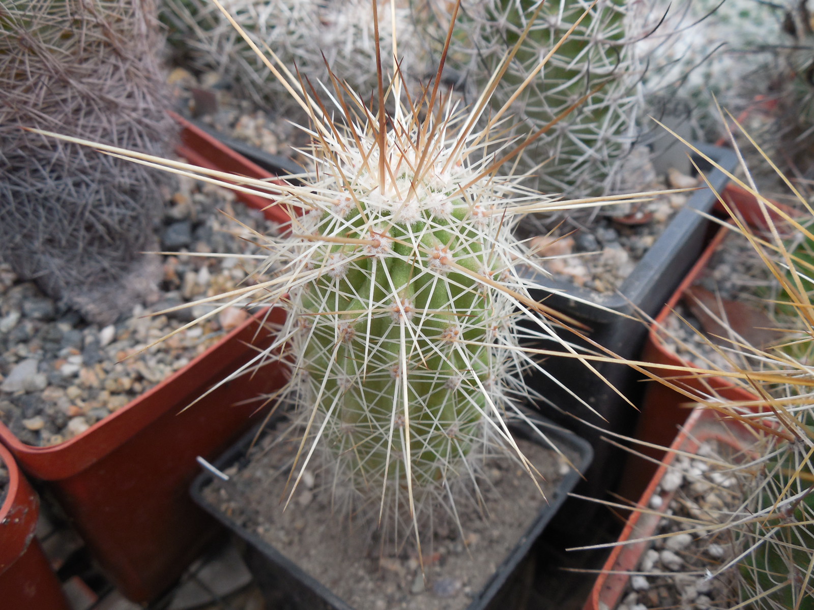 Echinocereus stramineus - v. ocidentalis PP 1563 - Cerro Vola, Coah. - PP