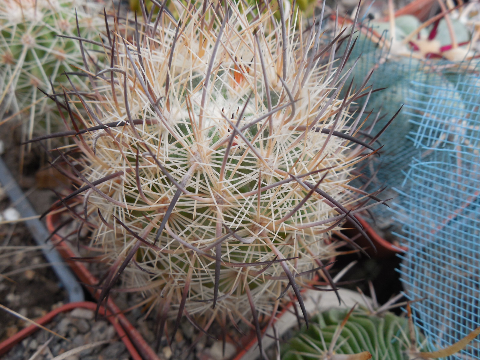 Echinomastus unguispinus  GL 607 - s Jimenez, Chih. MG -  not grafted -