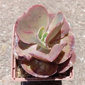 Echeveria Bittersweet