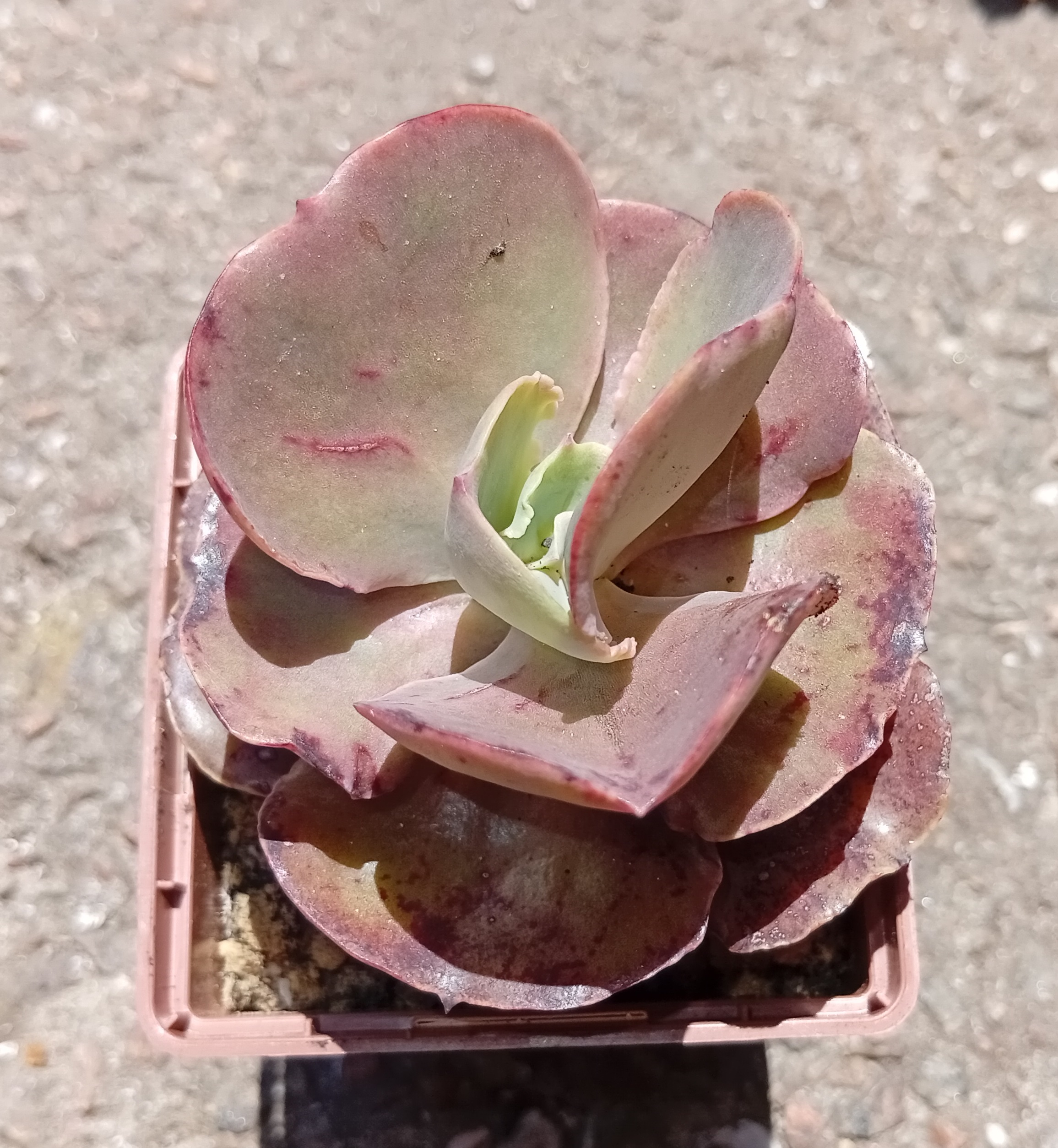 Echeveria Bittersweet
