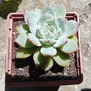 Echeveria Blue Bird