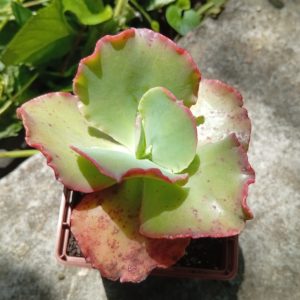Echeveria Double Delight