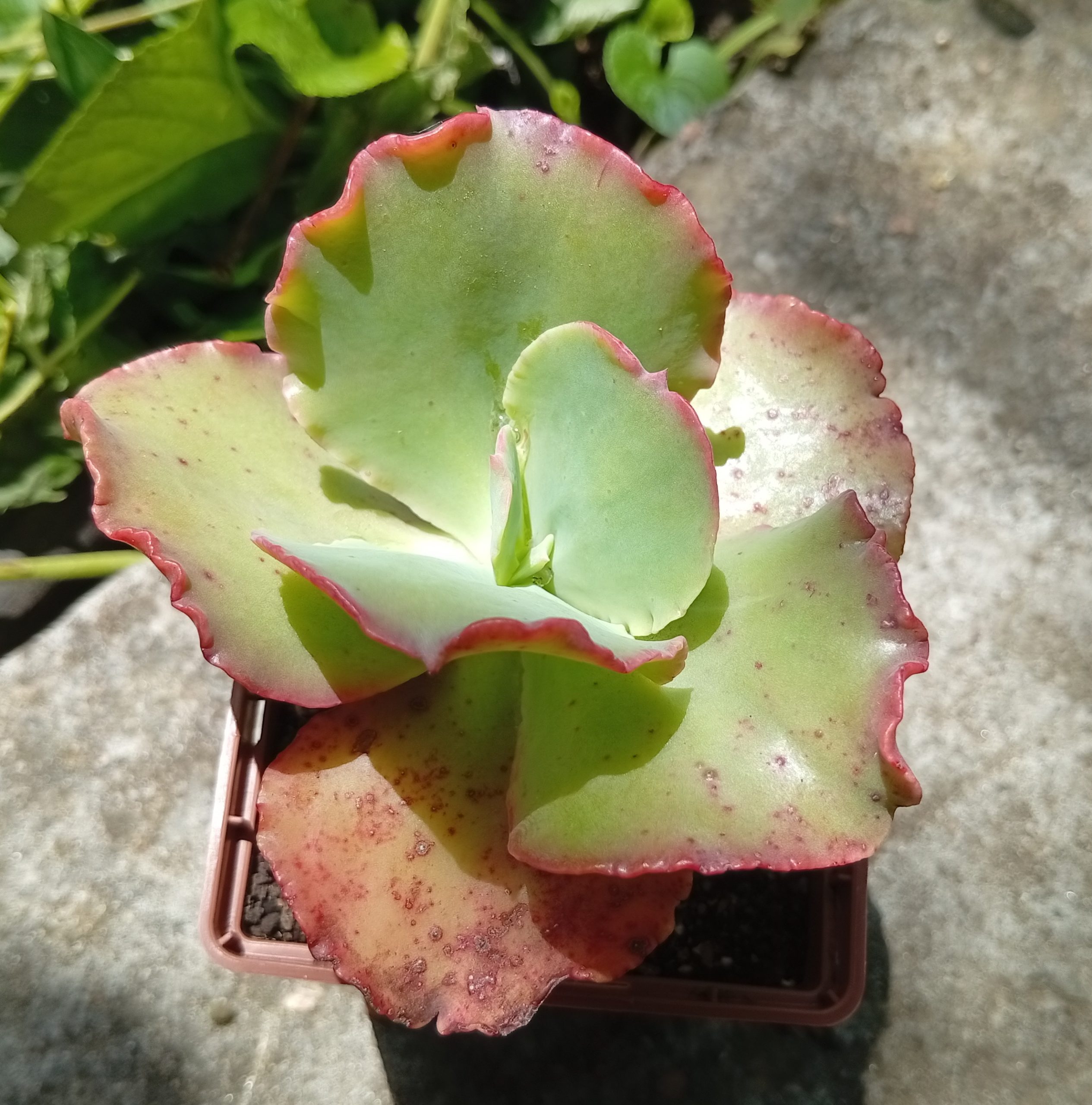 Echeveria Double Delight