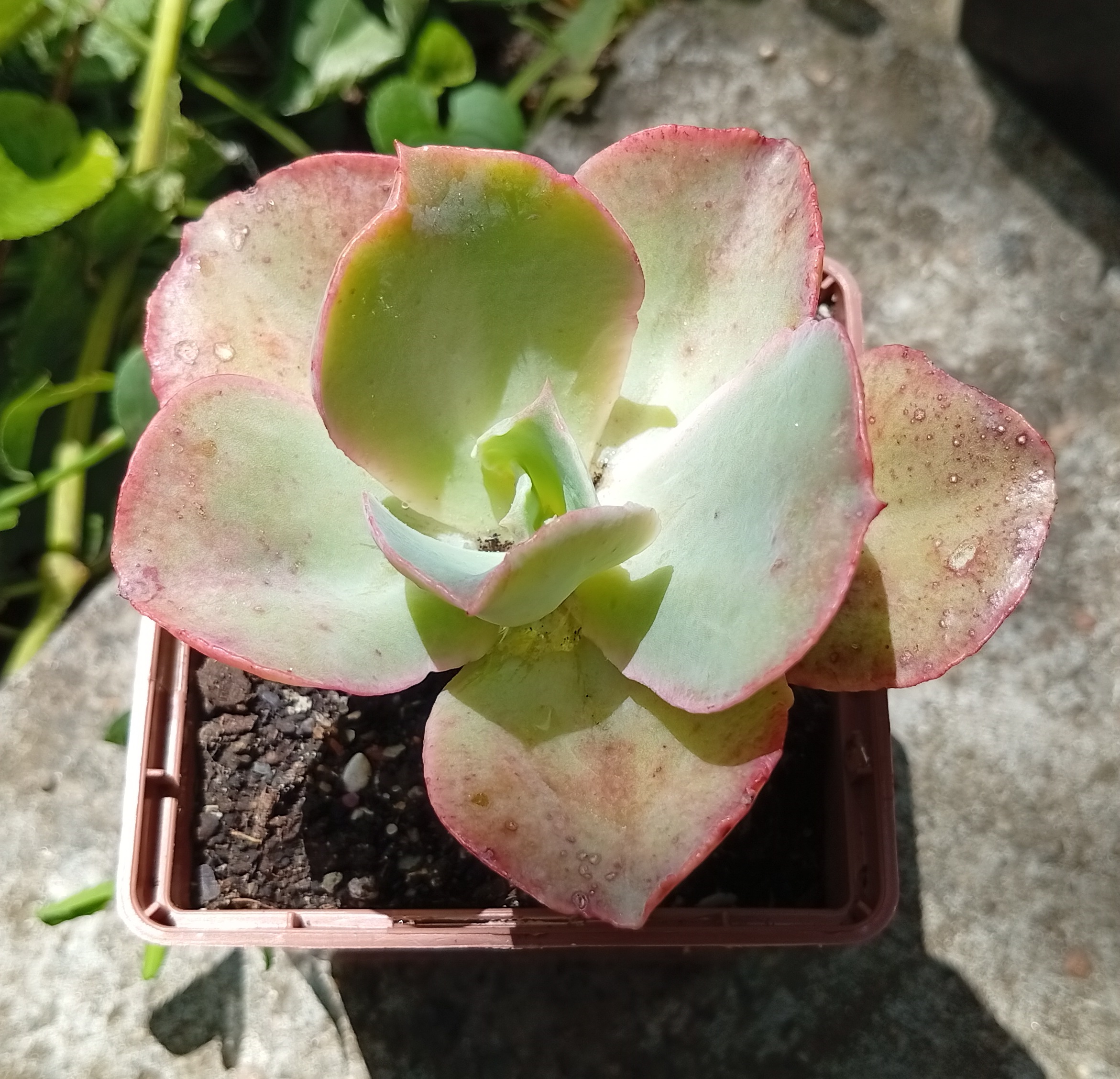 Echeveria Party Dress