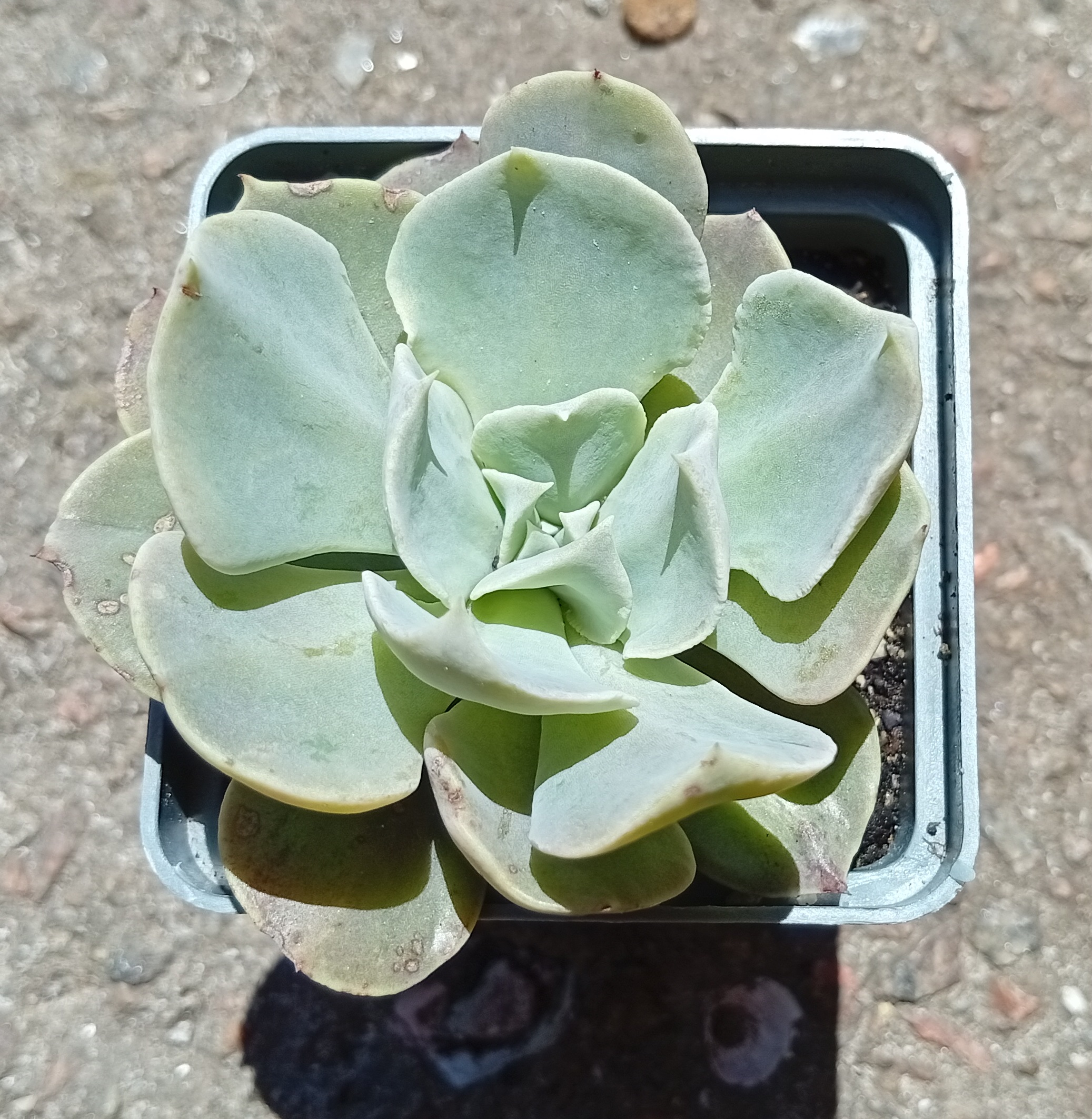 Echeveria Swan lake