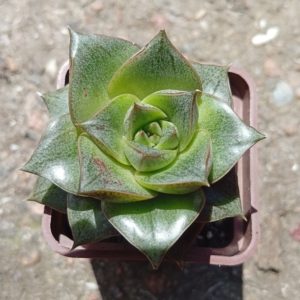 Echeveria purpusorum