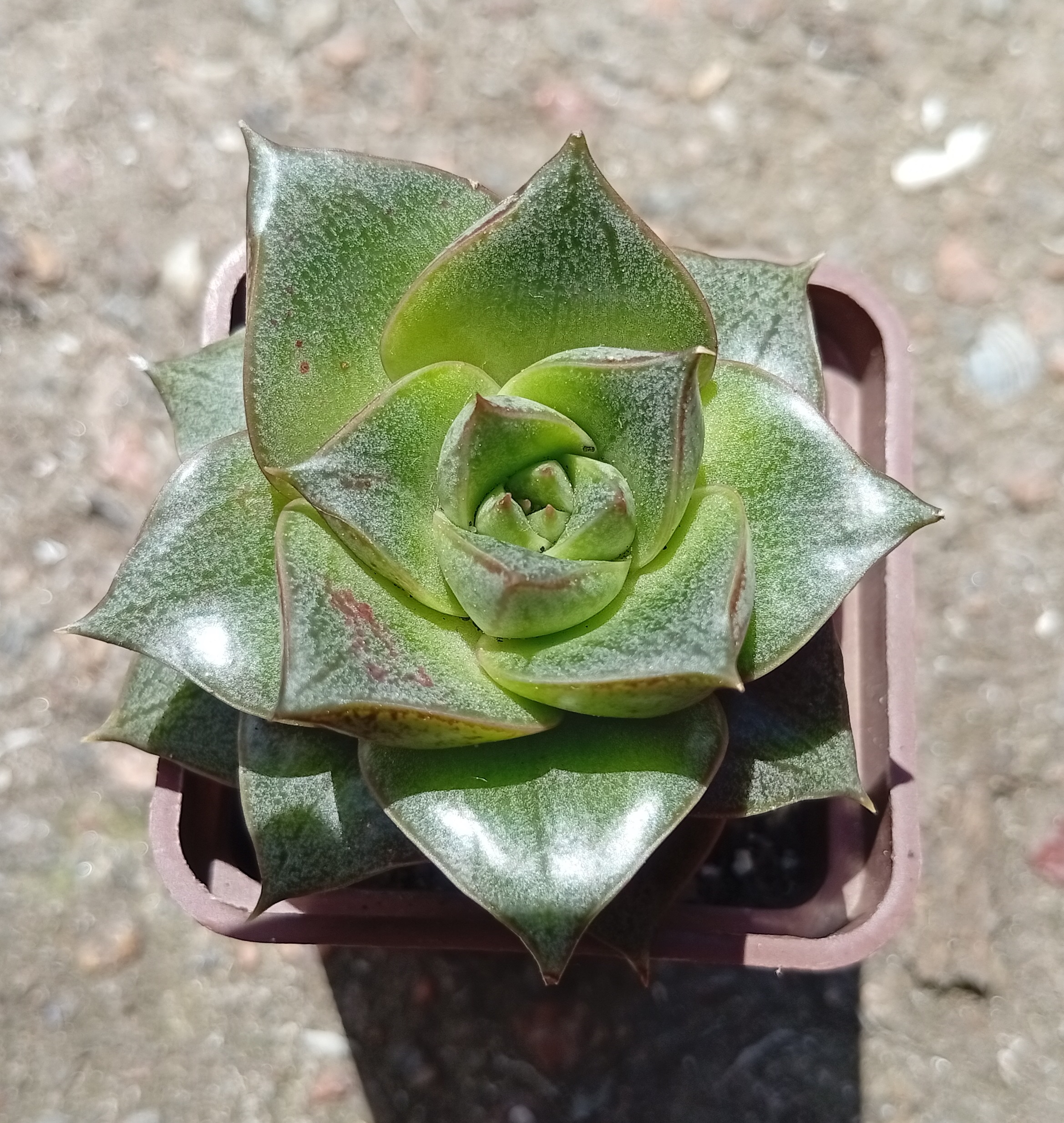 Echeveria purpusorum